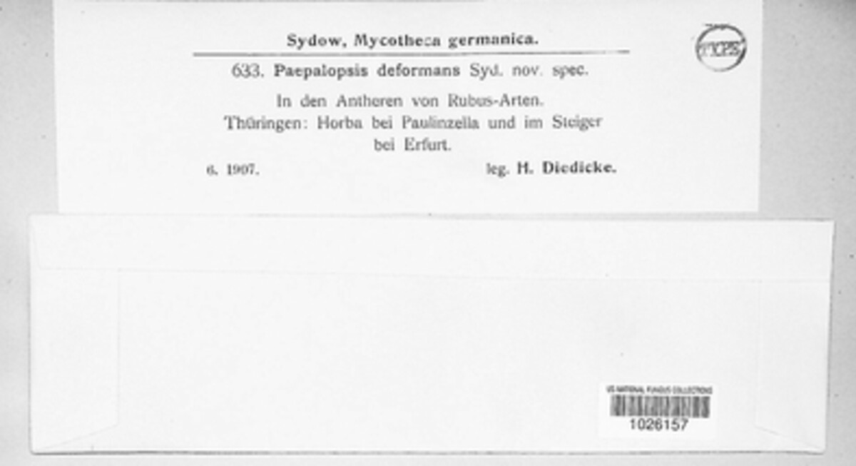 Hapalosphaeria deformans image